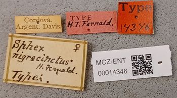 Media type: image;   Entomology 14346 Aspect: labels